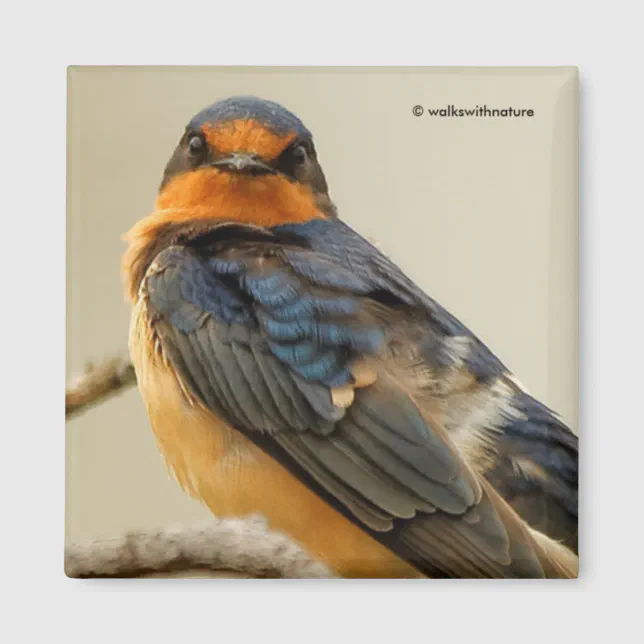 Trading Stares with a Barn Swallow Magnet