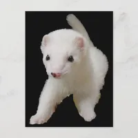 White Baby Ferret Postcard