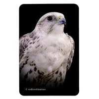 Vignetted Portrait of an Inquisitive Saker Falcon Magnet