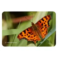 Beautiful Orange Satyr Comma Butterfly Magnet