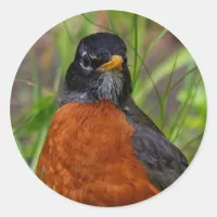 Curious American Robin Songbird in the Grass Classic Round Sticker