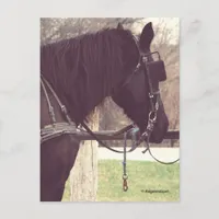 Amish Horse Postcard