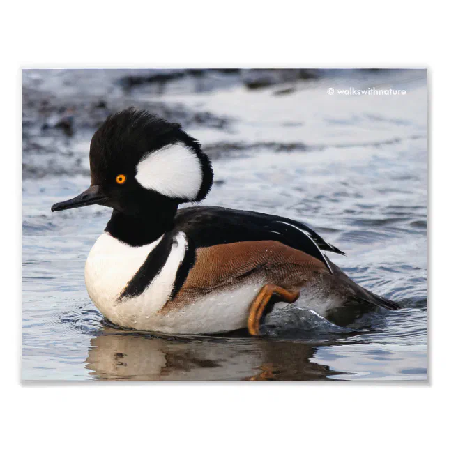 Handsome Hooded Merganser on the Move Photo Print