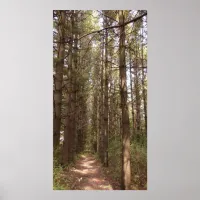 Trail in a Pine Tree Forest Photo Poster