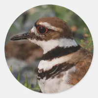 Closeup of a Killdeer Classic Round Sticker