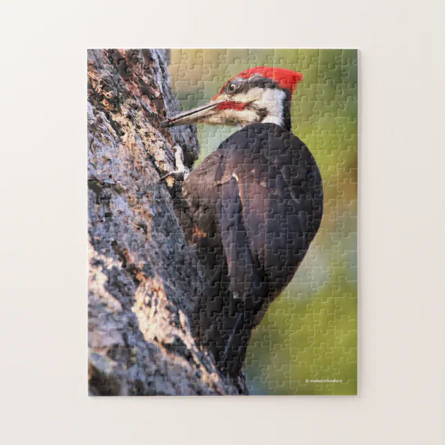 Beautiful Pileated Woodpecker on the Tree Jigsaw Puzzle