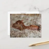 Newborn calf in the straw, custom postcard