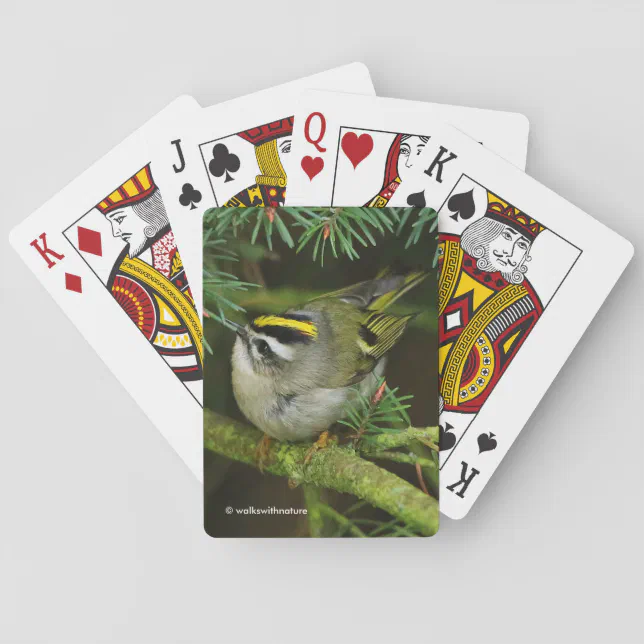 Cute Kinglet Songbird Causes a Stir in the Fir Poker Cards