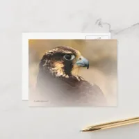 Vignetted Profile of a Peregrine Falcon Postcard