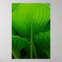 Green Hosta Leaf Poster