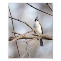 Tufted Titmouse Singing on Branch in Late Winter Photo Print