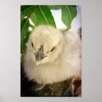 Adorable Blue Chick Poster