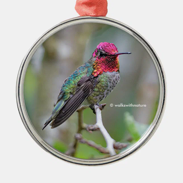 Stunning Male Anna's Hummingbird on the Plum Tree Metal Ornament