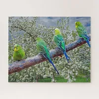 Birds - budgies jigsaw puzzle