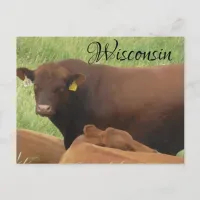 Wisconsin Cow Photograph  Souvenir  Postcard