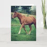 Scotch the Horse, Birthday Card