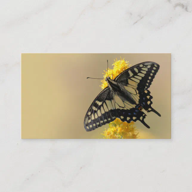 Beautiful Anise Swallowtail Butterfly in the Sun Business Card