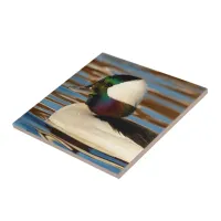 Male Bufflehead Duck in the Afternoon Sun Ceramic Tile