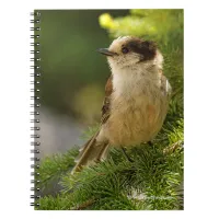 Profile of a Cute Grey Jay / Whiskeyjack Notebook