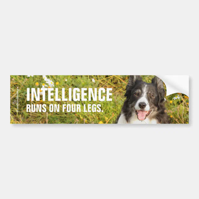 One Very Friendly Border Collie Bumper Sticker