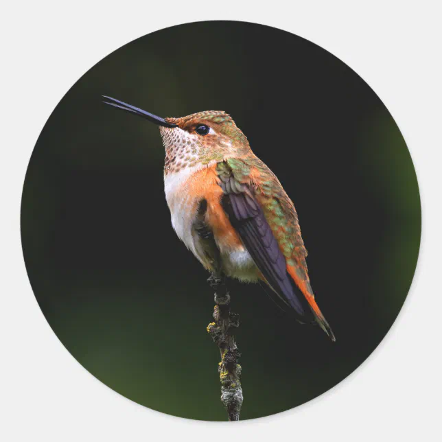 Adorable Rufous Hummingbird on Branch Classic Round Sticker