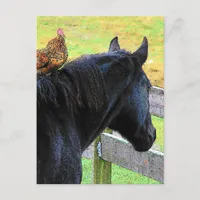 Rooster And Mare Postcard