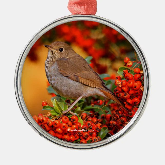 Hermit Thrush Songbird on the Scarlet Firethorn Metal Ornament