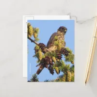Stunning Merlin Falcon in the Pine Tree Postcard