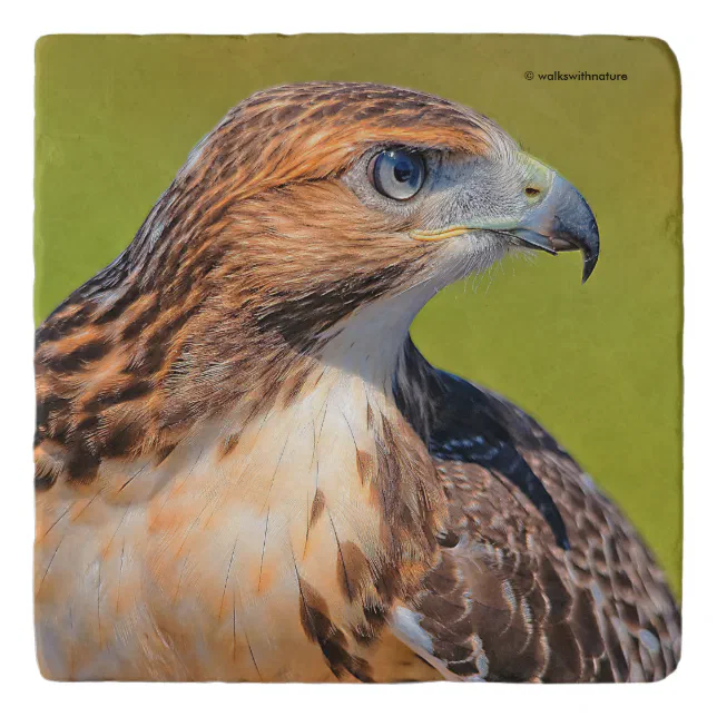 Beautiful Young Red-Tailed Hawk Trivet