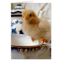 Buff Chick At Tea