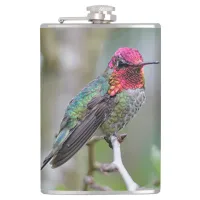 Stunning Male Anna's Hummingbird on the Plum Tree Hip Flask
