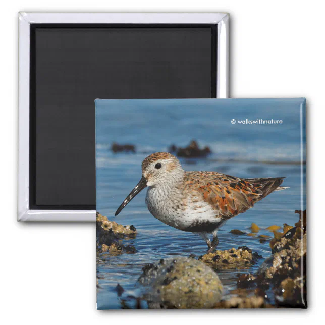 Beautiful Dunlin Shorebird at the Beach Magnet