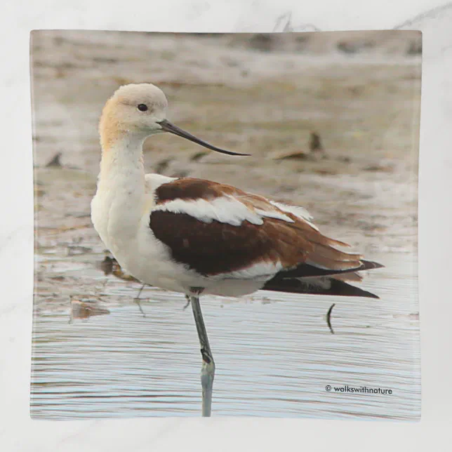 Stunning American Avocet Wading Bird at the Beach Trinket Tray