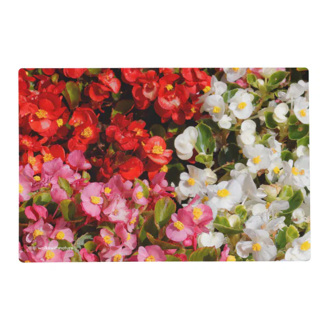 Colorful Wax Begonias Placemat