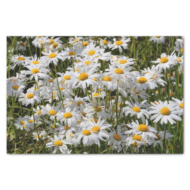A Field of Oxeye Daisies Tissue Paper