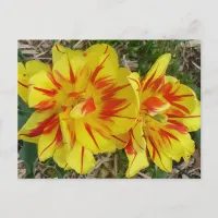 Yellow with Red Striped Flower Postcard