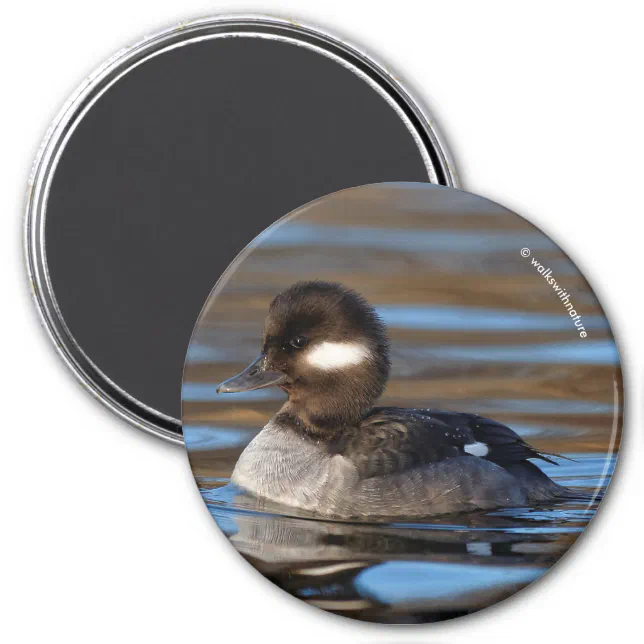 Cute Bufflehead Duck on Sunlit Waters Magnet