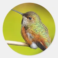 Feisty Little Girl: Rufous Hummingbird Classic Round Sticker