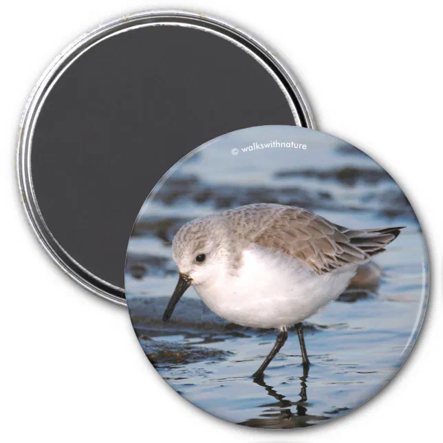 Cute Sanderling Sandpiper Wanders Winter Shores Magnet