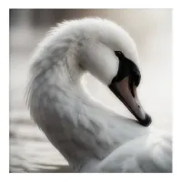 *~* Close Up White Swan SC1 Not Focused Acrylic Print