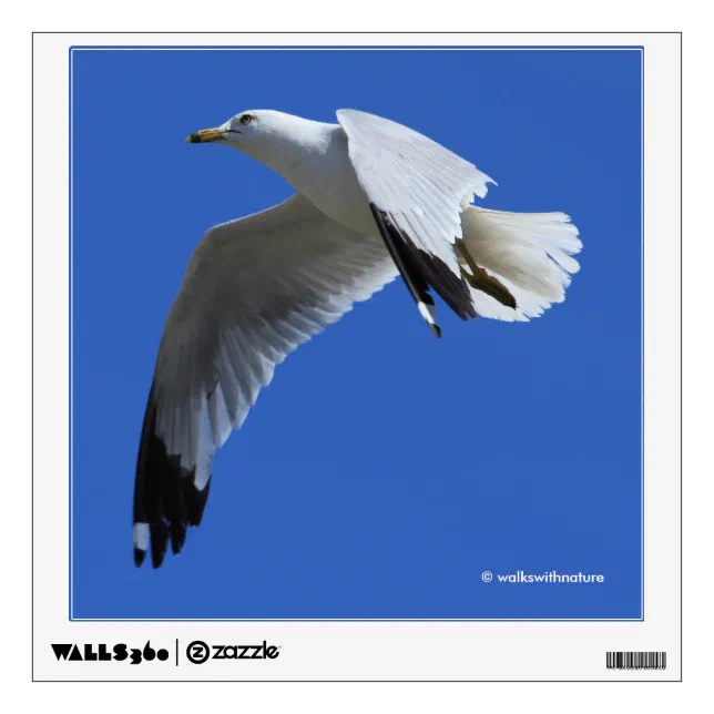 Breathtaking Ring-Billed Gull in Flight Wall Decal