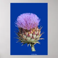 Poster - Thistle