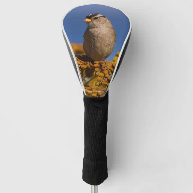 White-Crowned Sparrow Sitting on the Tansy Golf Head Cover