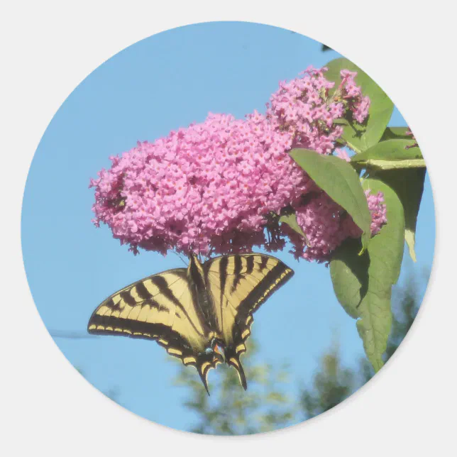 Yellow Tiger Swallowtail on Pink Butterfly Bush Fl Classic Round Sticker