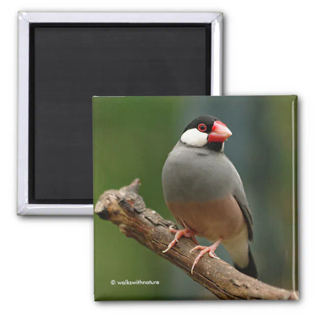 Beautiful Java Finch Songbird Magnet