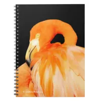 Flamingo in the Summer Sun Notebook