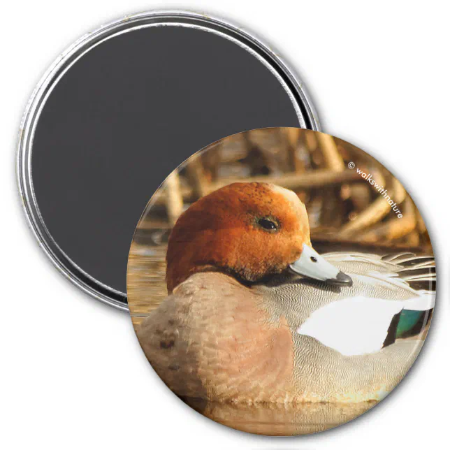 Handsome Stranger in Town Eurasian Wigeon Magnet