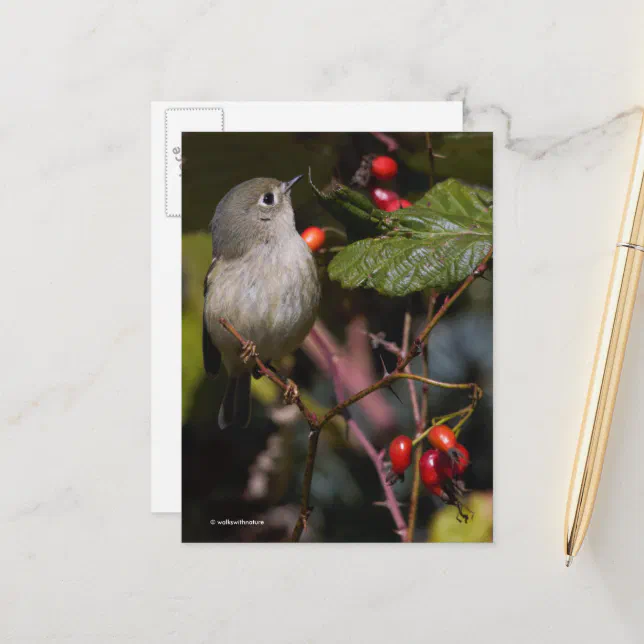 Cute Ruby-Crowned Kinglet Songbird on Bush Postcard