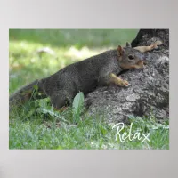Relax Squirrel Resting on Tree Roots Poster