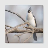 Cute Bird Singing on Branch in Late Winter Magnet